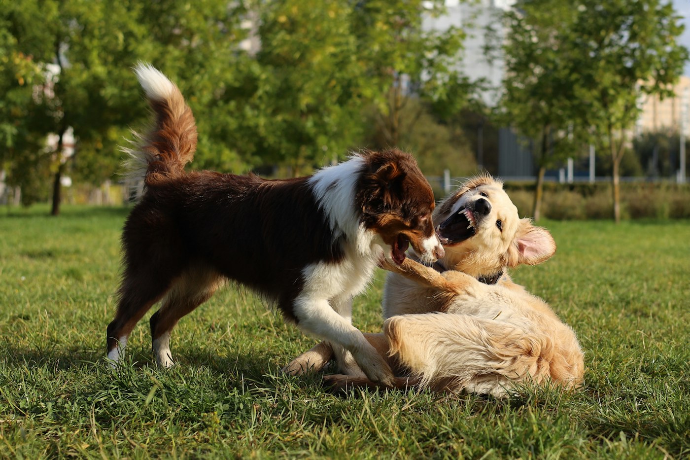 Boarding, daycare & enrichment