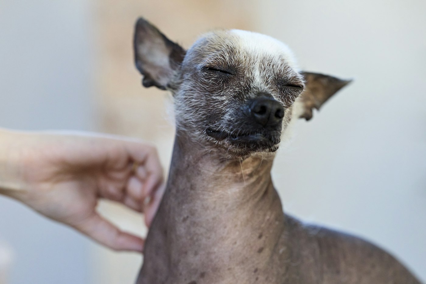 Chinese crested dog enjoying a gentle scratch